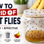 how to get rid of fruit flies​